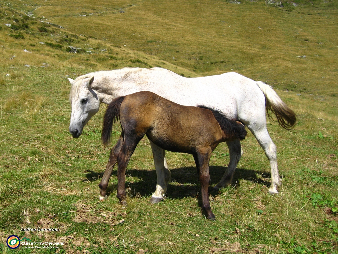 02 cavalla che allatta il puledro.jpg